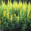 Baptisia Sphaerocarpa Viridis